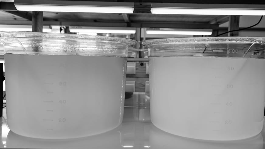 植物プランクトン培養技術の確立
